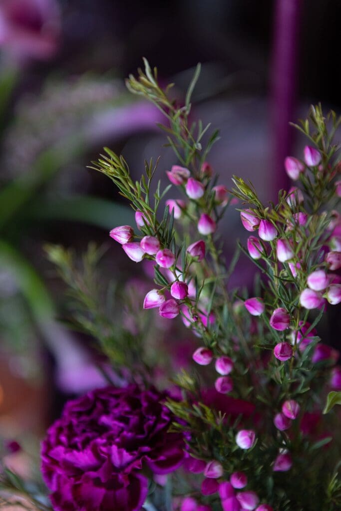 Fuchsia Purple Draping, Tulips, Wedding Reception Table & Bride & Groom Portraits, Lincoln, NE | Editorial Wedding Photographer